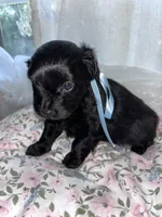 Socks, a male Maltese and Yorkshire Terrier for sale in Bakersfield, CA – Photo 6 of 8