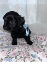 Socks, a male Maltese and Yorkshire Terrier for sale in Bakersfield, CA – Photo 4 of 8