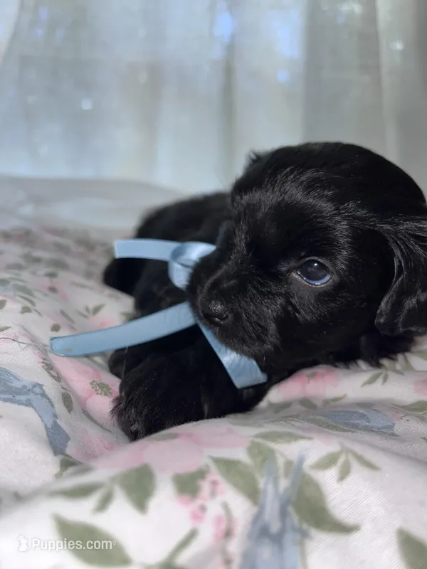 Socks – Maltese, Yorkshire Terrier puppy on hold in Bakersfield, CA
