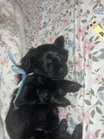 Socks, a male Maltese and Yorkshire Terrier for sale in Bakersfield, CA – Photo 7 of 8