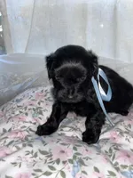 Socks, a male Maltese and Yorkshire Terrier for sale in Bakersfield, CA – Photo 3 of 8