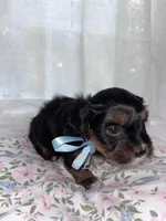 Jack jack, a male Maltese and Yorkshire Terrier for sale in Bakersfield, CA – Photo 2 of 9