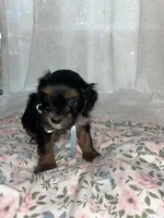 Jack jack, a male Maltese and Yorkshire Terrier for sale in Bakersfield, CA – Photo 3 of 9