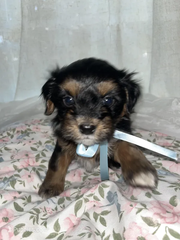 Jack jack – Maltese, Yorkshire Terrier puppy on hold in Bakersfield, CA