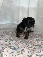 Jack jack, a male Maltese and Yorkshire Terrier for sale in Bakersfield, CA – Photo 5 of 9