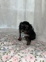 Jack jack, a male Maltese and Yorkshire Terrier for sale in Bakersfield, CA – Photo 9 of 9