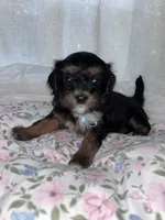 Jack jack, a male Maltese and Yorkshire Terrier for sale in Bakersfield, CA – Photo 7 of 9