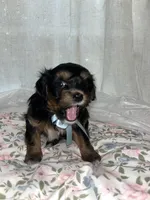 Jack jack, a male Maltese and Yorkshire Terrier for sale in Bakersfield, CA – Photo 4 of 9