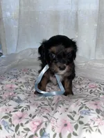 Jack jack, a male Maltese and Yorkshire Terrier for sale in Bakersfield, CA – Photo 6 of 9