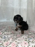 Jack jack, a male Maltese and Yorkshire Terrier for sale in Bakersfield, CA – Photo 8 of 9