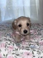 Blossom, a female Maltese and Yorkshire Terrier for sale in Bakersfield, CA – Photo 3 of 5