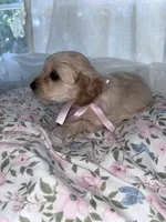 Blossom, a female Maltese and Yorkshire Terrier for sale in Bakersfield, CA – Photo 4 of 5