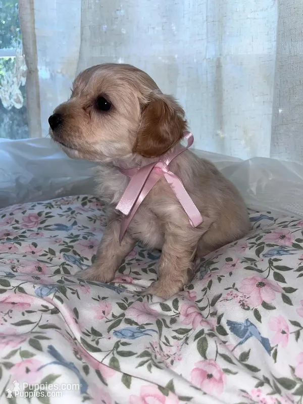 Blossom – Maltese, Yorkshire Terrier puppy for sale in Bakersfield, CA