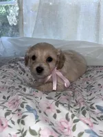 Blossom, a female Maltese and Yorkshire Terrier for sale in Bakersfield, CA – Photo 2 of 5