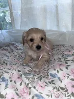 Blossom, a female Maltese and Yorkshire Terrier for sale in Bakersfield, CA – Photo 5 of 5