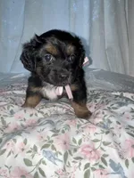  Muffin, a female Maltese and Yorkshire Terrier for sale in Bakersfield, CA – Photo 1 of 10