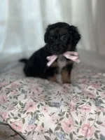  Muffin, a female Maltese and Yorkshire Terrier for sale in Bakersfield, CA – Photo 3 of 10