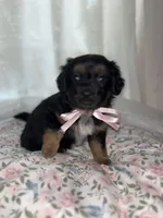  Muffin, a female Maltese and Yorkshire Terrier for sale in Bakersfield, CA – Photo 2 of 10