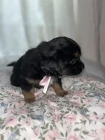  Muffin, a female Maltese and Yorkshire Terrier for sale in Bakersfield, CA – Photo 5 of 10