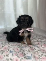  Muffin, a female Maltese and Yorkshire Terrier for sale in Bakersfield, CA – Photo 4 of 10