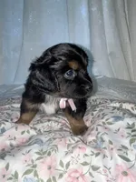  Muffin, a female Maltese and Yorkshire Terrier for sale in Bakersfield, CA – Photo 8 of 10