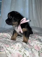  Muffin, a female Maltese and Yorkshire Terrier for sale in Bakersfield, CA – Photo 6 of 10