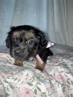  Muffin, a female Maltese and Yorkshire Terrier for sale in Bakersfield, CA – Photo 9 of 10