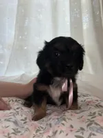  Muffin, a female Maltese and Yorkshire Terrier for sale in Bakersfield, CA – Photo 10 of 10