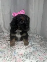 Muffin , a female Maltese and Yorkshire Terrier for sale in Bakersfield, CA – Photo 7 of 10