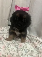 Muffin , a female Maltese and Yorkshire Terrier for sale in Bakersfield, CA – Photo 4 of 10