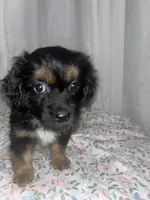 Muffin , a female Maltese and Yorkshire Terrier for sale in Bakersfield, CA – Photo 9 of 10