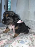 Muffin , a female Maltese and Yorkshire Terrier for sale in Bakersfield, CA – Photo 8 of 10