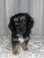 Muffin , a female Maltese and Yorkshire Terrier for sale in Bakersfield, CA – Photo 3 of 10