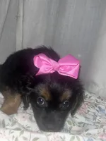 Muffin , a female Maltese and Yorkshire Terrier for sale in Bakersfield, CA – Photo 6 of 10