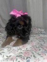 Muffin , a female Maltese and Yorkshire Terrier for sale in Bakersfield, CA – Photo 5 of 10