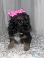 Muffin , a female Maltese and Yorkshire Terrier for sale in Bakersfield, CA – Photo 2 of 10