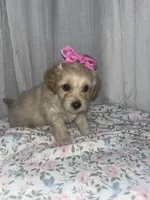Blossom 🌸, a female Maltese and Yorkshire Terrier for sale in Bakersfield, CA – Photo 7 of 8