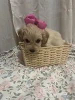 Blossom 🌸, a female Maltese and Yorkshire Terrier for sale in Bakersfield, CA – Photo 6 of 8