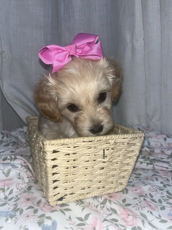 Blossom 🌸 – Maltese, Yorkshire Terrier puppy for sale in Bakersfield, CA