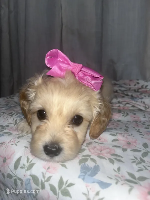 Blossom 🌸 – Maltese, Yorkshire Terrier puppy for sale in Bakersfield, CA