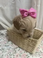 Blossom 🌸, a female Maltese and Yorkshire Terrier for sale in Bakersfield, CA – Photo 5 of 8