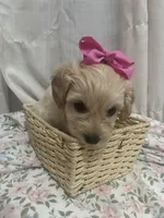 Blossom 🌸, a female Maltese and Yorkshire Terrier for sale in Bakersfield, CA – Photo 3 of 8