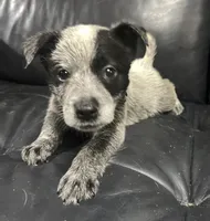 Boy 3, a male Australian Cattle Dog for sale in North Tonawanda, NY – 3 of 3
