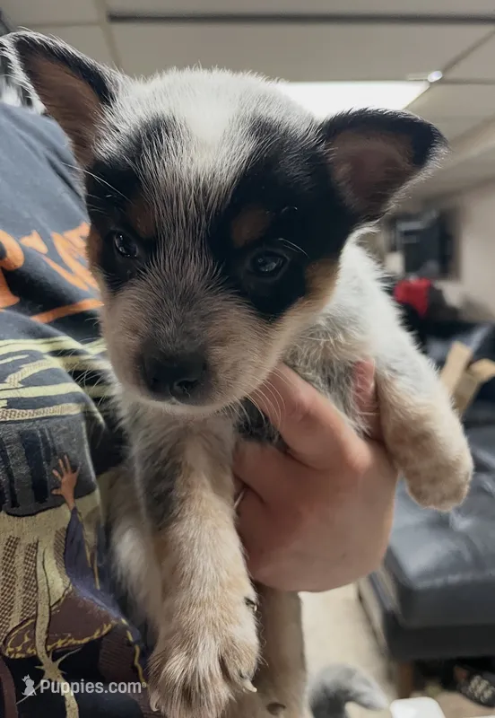 Boy 2 – Australian Cattle Dog puppy for sale in North Tonawanda, NY