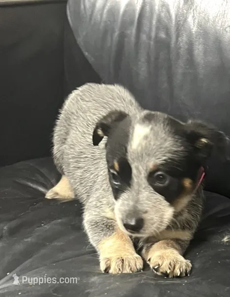 Girl 2 – Australian Cattle Dog puppy for sale in North Tonawanda, NY