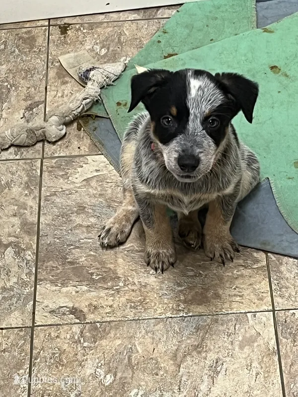 Girl 2 – Australian Cattle Dog puppy for sale in North Tonawanda, NY
