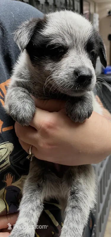Boy 3 – Australian Cattle Dog puppy for sale in North Tonawanda, NY