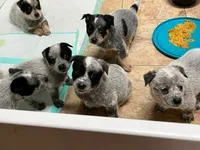 Boy 4, a male Australian Cattle Dog for sale in North Tonawanda, NY – 2 of 2