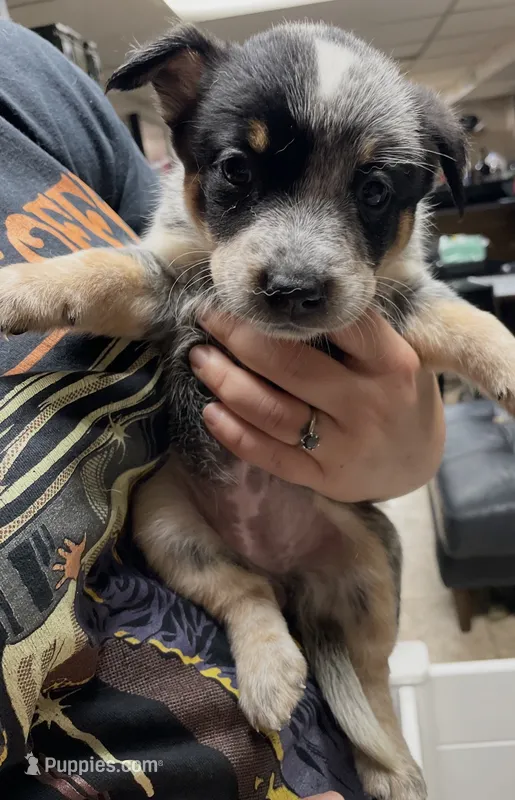 Girl 2 – Australian Cattle Dog puppy for sale in North Tonawanda, NY