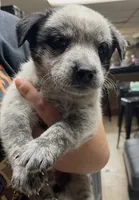 Girl 1, a female Australian Cattle Dog for sale in North Tonawanda, NY – 1 of 1